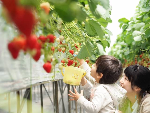 2019最新！関西イチゴ狩り人気スポット8選♡オープン時期や食べ放題など特徴を徹底比較♪
